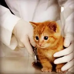 cat with veterinary